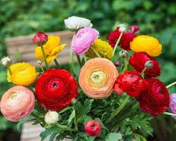 Mixed Ranunculus Flower Seeds for Planting – Heirloom, Non-GMO, Cut Flower Favorite Organic Garden Seeds