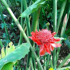 Ginger Etlingera Elatior Flower Seeds for Planting – Heirloom, Non-GMO, High Germination Organic Garden Seeds