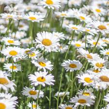 White Leucanthemum Flower Seeds for Planting – Heirloom, Non-GMO, High Germination Organic Garden Seeds