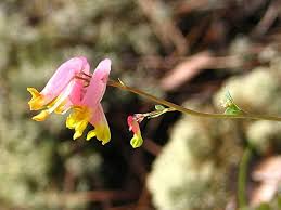 Pink Corydalis Flower Seeds for Planting – Heirloom, Non-GMO, High Germination Organic Garden Seeds