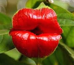 Heirloom Lips Flower Seeds for Planting – Seasonal Bloomer, Non-GMO, High Germination Organic Garden Seeds