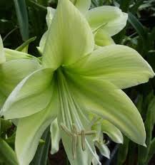 Heirloom Hippeastrum Rutilum Flower Seeds for Planting - Non-GMO, High Germination, Organic Garden Seeds