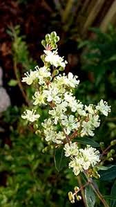 Lawsonia Inermis Flower Seeds for Planting – Wildflower Mix, Heirloom, Non-GMO & High Germination Seeds