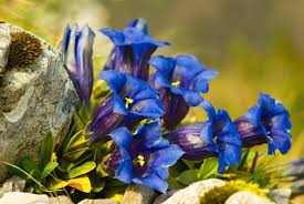 Gentiana Puberulenta Flower Seeds for Planting – Hardy Variety, Heirloom, Non-GMO