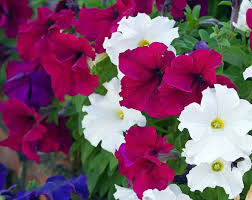Heirloom Petunia Bordeaux Flower Seeds for Planting – Non-GMO, Drought Tolerant Organic Garden Seeds