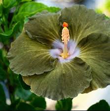 Army Green Hibiscus Flower Seeds for Planting – Heirloom, Non-GMO, Wildflower Mix Organic Garden Seeds