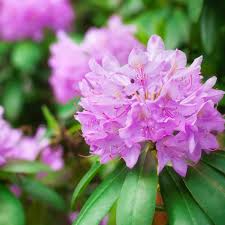 Purple Rhododendron Flower Seeds for Planting – Garden Favorite, Heirloom, Non-GMO Seeds for Home Garden