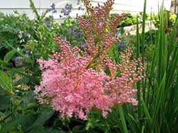 Pink Filipendula Rubra Flower Seeds for Planting – Hardy Variety Heirloom Non-GMO Seeds