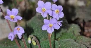 Flower Seeds, Seeds,Seeds For Planting,Plant Seeds