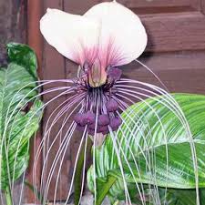 Tacca Chantrieri Flower Seeds for Planting – Easy to Grow Heirloom Non-GMO High Germination Organic Garden Seeds