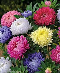 Mixed Asters Flower Seeds for Planting – Heirloom, Non-GMO, High Germination Organic Garden Seeds