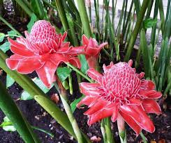 Red Torch Ginger Flower Seeds for Planting – Heirloom, Non-GMO, High Germination Organic Garden Seeds