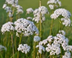 Anisum Flower Seeds for Planting – Wildflower Mix, Heirloom, Non-GMO, High Germination Organic Garden Seeds