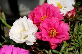 Moss Rose Portulaca Seeds for Planting – Long Bloom, Heirloom, Non-GMO Organic Garden Seeds