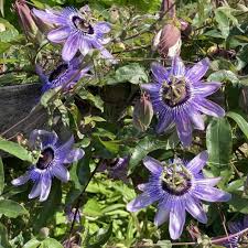 Passion Flower Seeds for Planting – Low Maintenance Heirloom Non-GMO Organic Garden Seeds