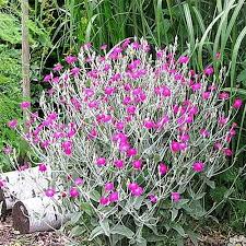 Pink Rose Campion Flower Seeds for Planting – Heirloom, Non-GMO, Hardy Organic Garden Seeds