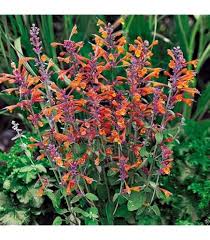 Agastache Arizona Sunset Flower Seeds – Heirloom, Non-GMO, High Germination Organic Garden Seeds