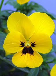 Yellow Pansy Flower Seeds for Planting – Heirloom, Non-GMO, High Germination Organic Garden Seeds