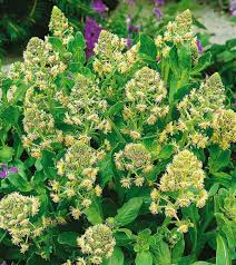 Heirloom Mignonette Flower Seeds for Planting – Sun Loving, Non-GMO, High Germination Organic Garden Seeds