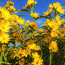 Heirloom Non-GMO Yellow Maximilian Flower Seeds for Planting – Tall Sunflower-Like Blooms