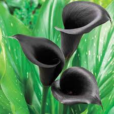 Black Calla Flower Seeds for Planting – Pollinator Friendly Heirloom, Non-GMO, High Germination Organic Garden Seeds