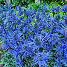 Eryngium Planum Flower Seeds for Planting – Cut Flower Favorite, Heirloom, Non-GMO, High Germination Garden Seeds