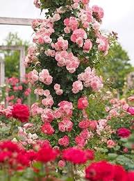 Pale Pink Climbing Rose Flower Seeds for Planting – Heirloom, Non-GMO, High Germination Organic Garden Seeds