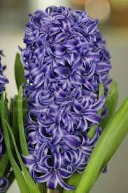 Blue Hyacinth Seeds for Planting – Cut Flower Favorite, Heirloom, Non-GMO Organic Garden Seeds