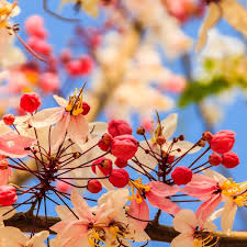Cassia Flower Seeds for Planting – Hardy, Heirloom, Non-GMO, Organic Garden Seeds