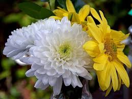 Crisantemo Flower Seeds for Planting – Heirloom, Non-GMO, Seasonal Bloomer Organic Garden Seeds