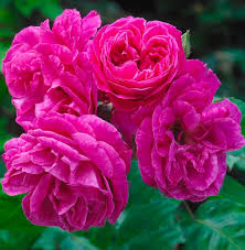 Dark Pink Rose Seeds – Heirloom, Non-GMO, Hardy Variety