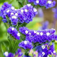 Limonium Flower Seeds for Planting – Hardy Variety, Heirloom, Non-GMO, High Germination Garden Seeds