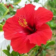 Hibiscus Flower Seeds for Planting – Heirloom Non-GMO High Germination Organic Garden Seeds