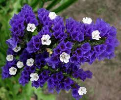 Limonium Sinuatum Flower Seeds for Planting – Heirloom, Non-GMO, Low Maintenance Organic Garden Seeds