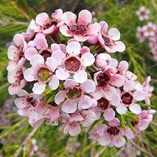 Geraldton Flower Seeds for Planting | Cottage Garden Essential | Heirloom Non-GMO High Germination Seeds