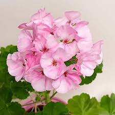 Baby Pink Pelargonium Flower Seeds for Planting – Colorful Display, Heirloom, Non-GMO &amp; High Germination Seeds