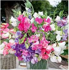 Sweet Pea Cupid Flower Seeds for Planting – Heirloom, Non-GMO, Easy to Grow Organic Garden Seeds