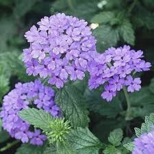 Purple Verbena Bonariensis Flower Seeds for Planting – Heirloom Non-GMO High Germination Organic Garden Seeds