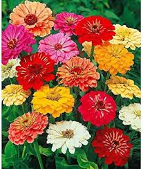 Mixed Magellan Flower Seeds for Planting – Heirloom Non-GMO, High Germination, Pollinator Friendly