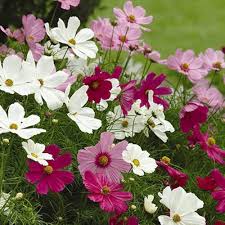 Cosmos Flower Seeds for Planting – Long Bloom Season, Heirloom, Non-GMO, High Germination Organic Garden Seeds