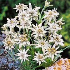 White Leontopodium Flower Seeds for Planting – Heirloom, Non-GMO, High Germination Organic Garden Seeds