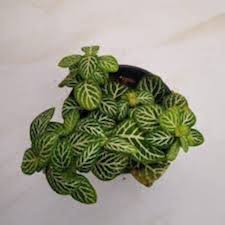 Fittonia Albivenis White Nerve Flower Seeds for Planting | Heirloom Non-GMO Organic Garden Seeds
