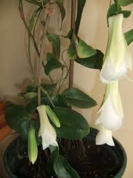 White Lapageria Flower Seeds for Planting – Heirloom, Non-GMO, High Germination Organic Garden Seeds