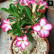 Adenium Obesum Flower Seeds for Planting – Heirloom, Non-GMO, Colorful Display Organic Garden Seeds
