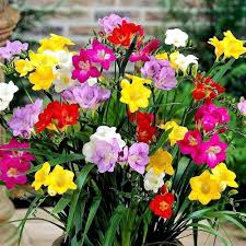 Mixed Freesia Flower Seeds for Planting | Heirloom Non-GMO High Germination Organic Garden Seeds