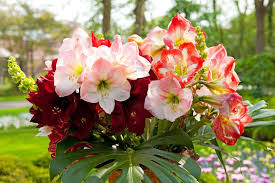 Mixed Amaryllis Flower Seeds for Planting – Heirloom, Non-GMO, Bright Bloom Garden Seeds