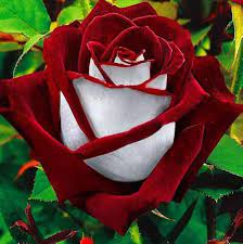 Flower Seeds, Seeds,Seeds For Planting,Plant Seeds