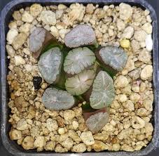 Purple Haworthia Maughanii Flower Seeds for Planting – Perfect for Borders, Heirloom, Non-GMO, High Germination