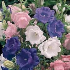 Cup & Saucer Flower Seeds for Planting – Wildflower Mix Heirloom Non-GMO High Germination Organic Garden Seeds
