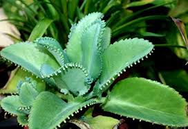 Kalanchoe Daigremontiana Flower Seeds for Planting – Heirloom Non-GMO High Germination Organic Garden Seeds